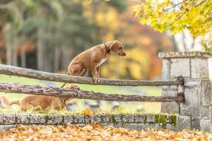 twee honden in de park zijn jumping over- een oud houten hek foto