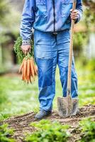 een boer houdt in zijn handen vers rijpte wortels in de tuin foto