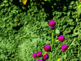 Purper bloemen van gomphrena l in de tuin met warm zonlicht foto