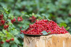 bord vol van rood krenten in tuin Aan oud hout. foto