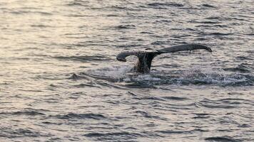 gebochelde walvis duiken, megaptera novaeangliae,antrtica. foto