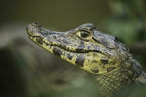 breed snuited kaaiman, kaaiman latirostris baby, pantanal, mato grof, Brazilië. foto