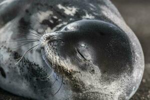 weddell zegel resting Aan een antartica strand, antartica schiereiland foto