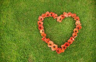 een hart gemaakt van rood klaprozen Aan de gras foto