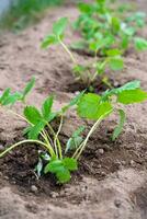 aardbei zaailingen zijn geplant in de tuin in de lente, tuin gereedschap zijn een lepel en een hark. milieuvriendelijk BES gegroeid door een boer in de zomer in de dorp, oogst foto