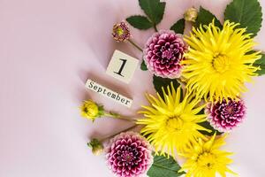 geel en Purper dahlia bloemen Aan een pastel achtergrond met een houten kalender van september 1. de concept van de begin van de school- jaar. foto