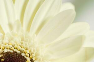 wit gerber bloem in detailopname Aan een licht achtergrond foto