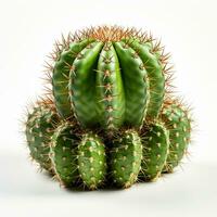 cactus fruit groen kleur wit achtergrond foto
