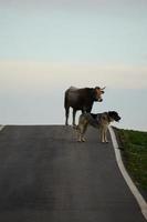bruine koe in de wei foto