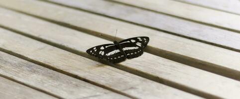 detailopname vlinder is een echt schoonheid in natuur. foto