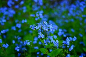 vergeet-mij-nietjes, bloemen, blauw bloemen beeld foto