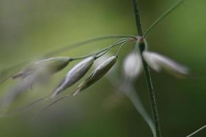 in de wei bloeit gebogen foto