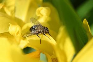 bruine vlieg op een gele bloesem foto