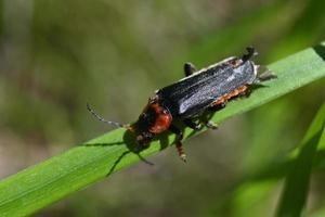 grote kever op smal blad foto