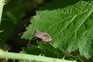 bruine wandluis op een groen blad foto