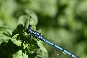 blauwe libel op een plant foto