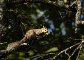 grijze eekhoorn die stralen op een ledemaat vangt foto