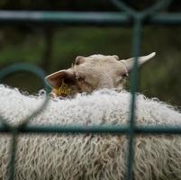 witte schapen in de medow foto