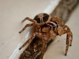 plexippus betaalkulli. pantropisch jumping spin. foto