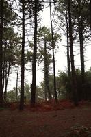 bomen in het bos in de natuur in het herfstseizoen foto