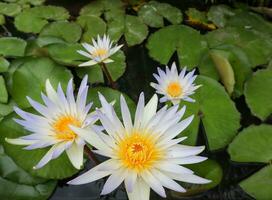 lotus bloemen bloeiend in de vijver, detailopname van foto