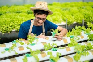 boeren hand- oogst vers salade groenten in hydrocultuur fabriek systeem boerderijen in de kas naar markt. foto