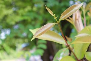 jong spruit van een boom in de tuin, selectief focus. foto