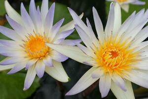 lotus bloemen bloeiend in de vijver, detailopname van foto