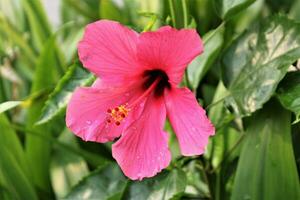 hibiscus bloeit felrood in een zonnige tuin foto