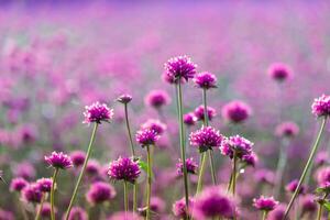 roze amarant bloem bloesem Aan veld, mooi groeit en bloemen Aan weide bloeiend in de ochtend.zacht pastel Aan natuur bokeh achtergrond foto