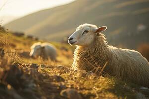 ai gegenereerd IJslands schapen RAM met prachtig kurketrekker hoorns gelegd in de gras n veld- in warm zonsondergang licht , eid-al-adha concept foto