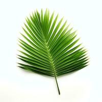reclame fotografie van palm blad met studio verlichting foto