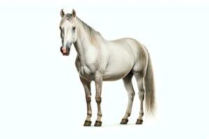 paard geïsoleerd Aan wit achtergrond foto