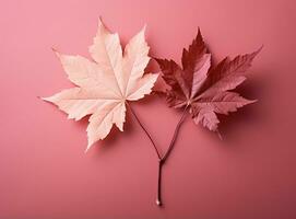 roze kleurrijk herfst bladeren foto