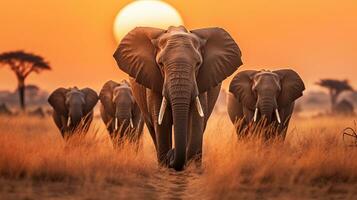 rustig moment olifanten wandelen aan de overkant droog gras in migratie generatief ai foto