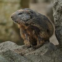 alpenmarmot op rots foto