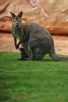 wallaby met rode hals foto