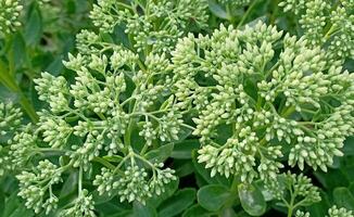 groen achtergrond van de bladeren van bloemen detailopname herfst voorjaar zomer foto