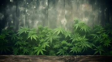 marihuana planter met grijs hout backdrop foto