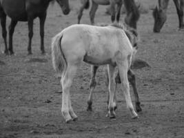 wilde paarden in Westfalen foto