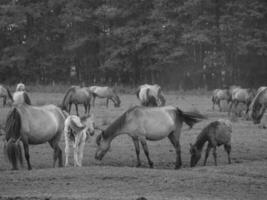 wilde paarden in Westfalen foto