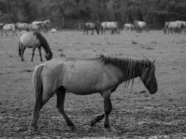 wilde paarden in Westfalen foto