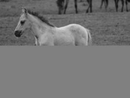 wild paarden en veulens foto