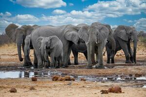 olifant Bij etosha nationaal park, namibië-27.jpg foto