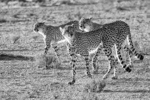 drie cheeta's wandelen in de woestijn foto