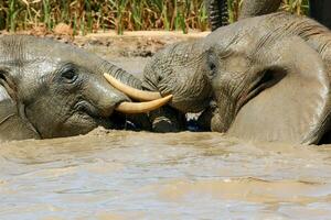 olifanten in addo nationaal park, zuiden Afrika foto