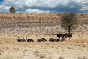 struisvogels Bij kgalagadi grensoverschrijdend park foto
