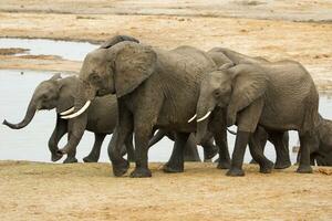 olifanten Bij hwange nationaal park, Zimbabwe foto