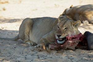 leeuwen in de kgalagadi grensoverschrijdend park, zuiden Afrika foto