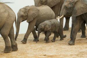 olifanten Bij hwange nationaal Parel, Zimbabwe foto